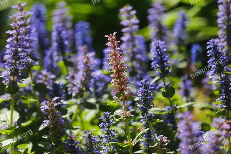 Park Beauty Plant Flower Tenderness