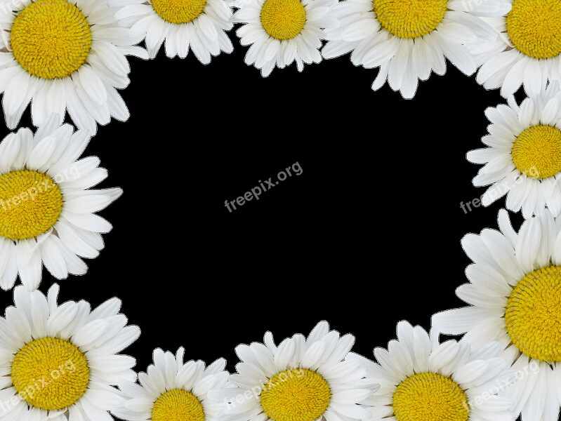 Geese Flower Isolated Plant Nature Daisy