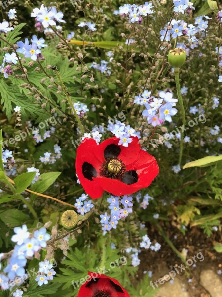 Poppy Forget My Not Blue Flowers Grassland Plants