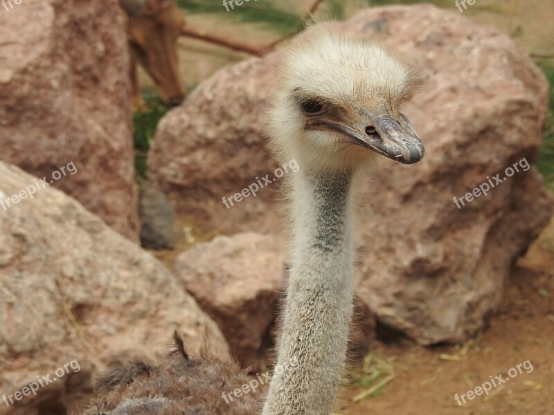 Ostrich Zoo Stone Oasis Park Fuerteventura