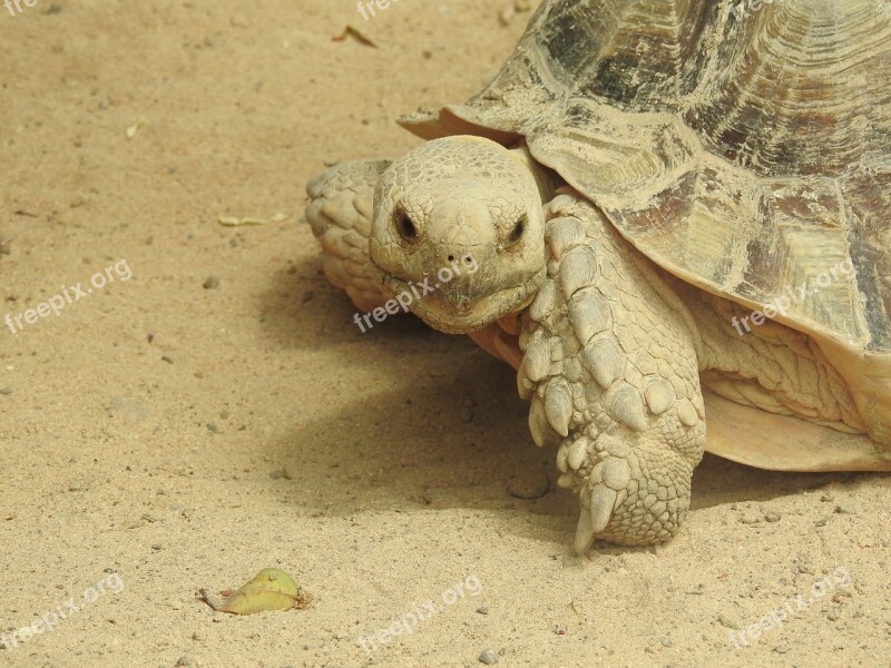 Turtle Zoo Canary Islands Sand Rest