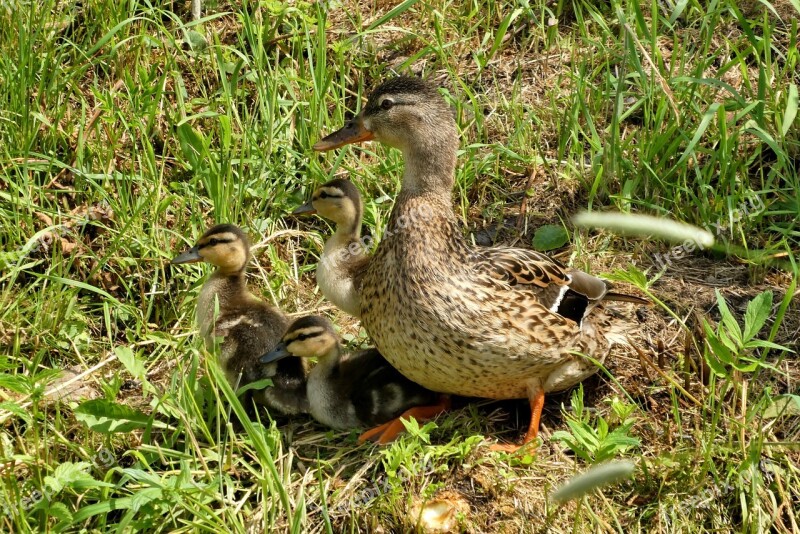 Duck Boy Spring Nature Bird Ducks