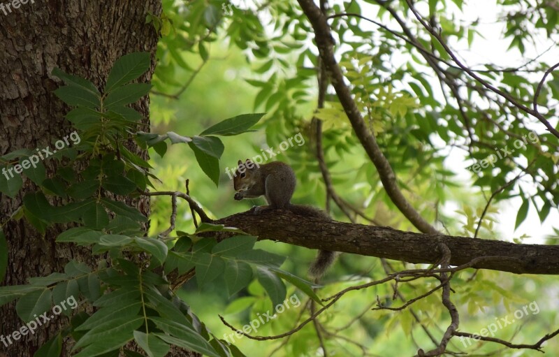 Nature Squirrel Wild Life Free Photos