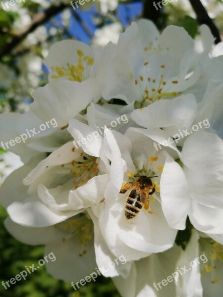 Spring Blooming Apple Tree Apple Tree Flowers Flowering Tree