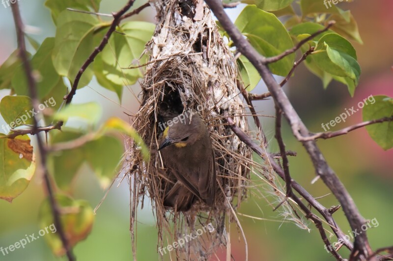 Nest Bird Wild Wildlife Nature