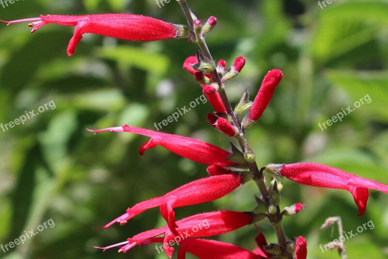 Flower Red Macro Bloom Spring