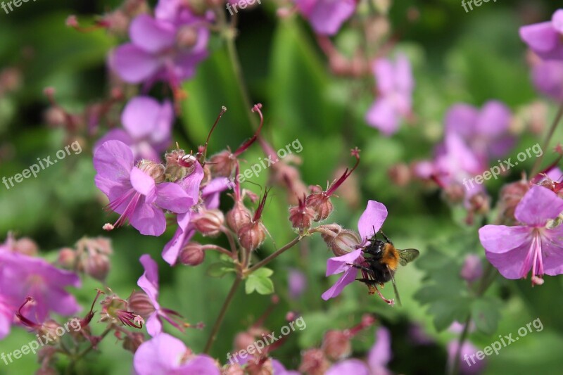 Bee Geranium Nature Bees Garden