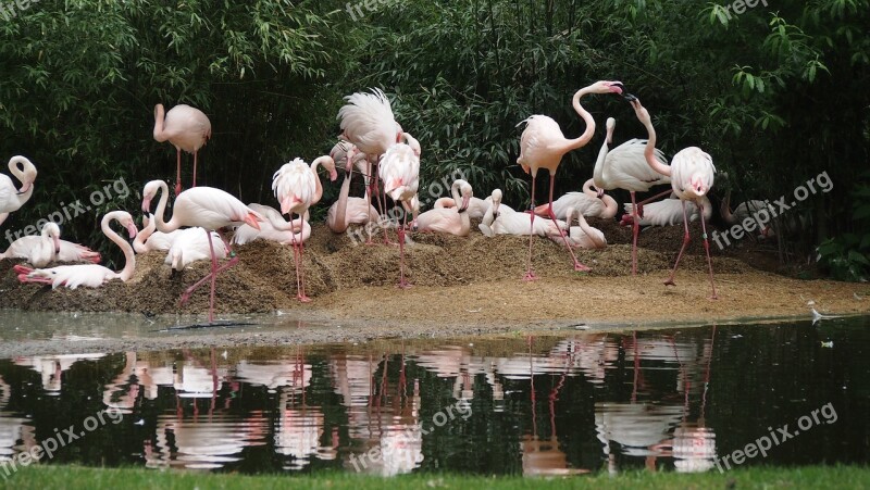 Zoo Flamingo Water Bird Bird Nature