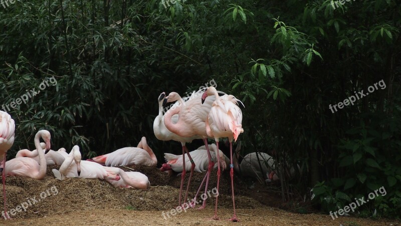 Zoo Flamingo Water Bird Bird Nature