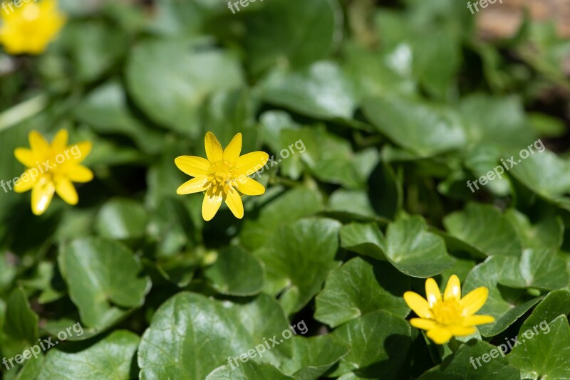 Celandine Yellow Yellow Flowers Flowers Spring Flowers