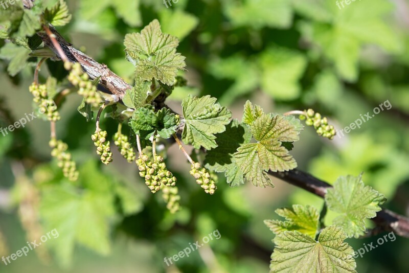 Currants Green Green Currants Fruits Green Fruits