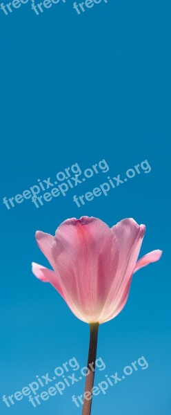 Tulip Pink Tulip Pink Flower Pink Flower