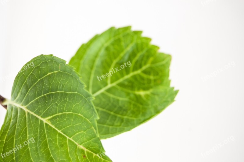 Flower Hydrangea Vase Green Violet