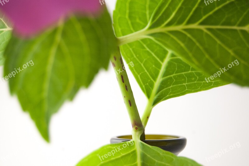 Flower Hydrangea Vase Green Violet