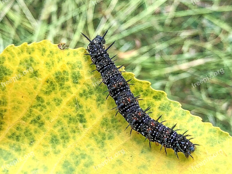 Centipedes Caterpillar Animal Insect Free Photos