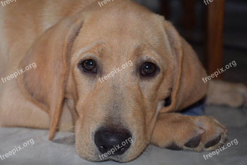 Puppy Dog Labrador Cute Pet