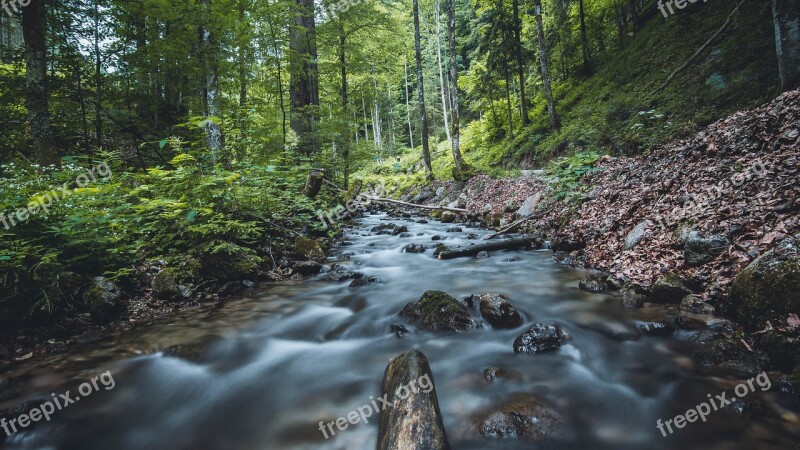 River Water Bach Forest Nature