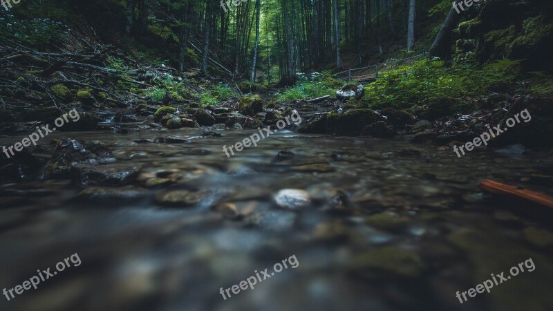 Water River Bach Nature Forest