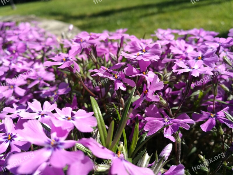 Flowers Violet Bloom Spring Wildflowers