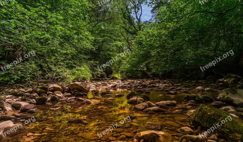 Nature Forest Landscape Green Idyll