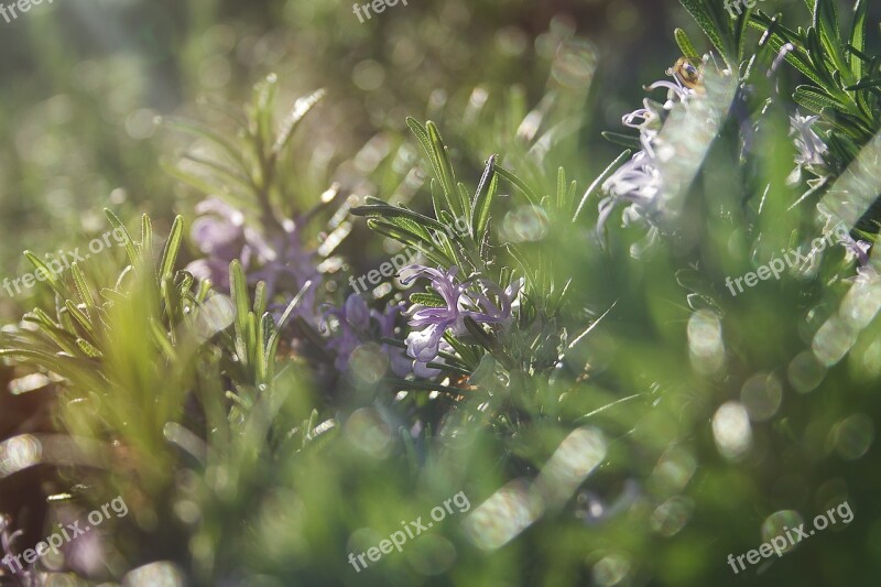 Rosemary Flowers Wild Flowers Macro Nature