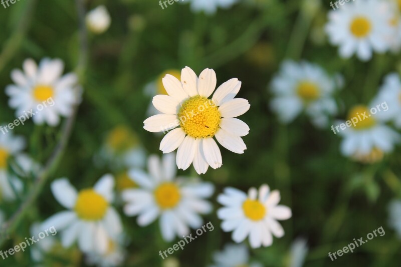 Flower Chamomile Plant White Flower Decoration