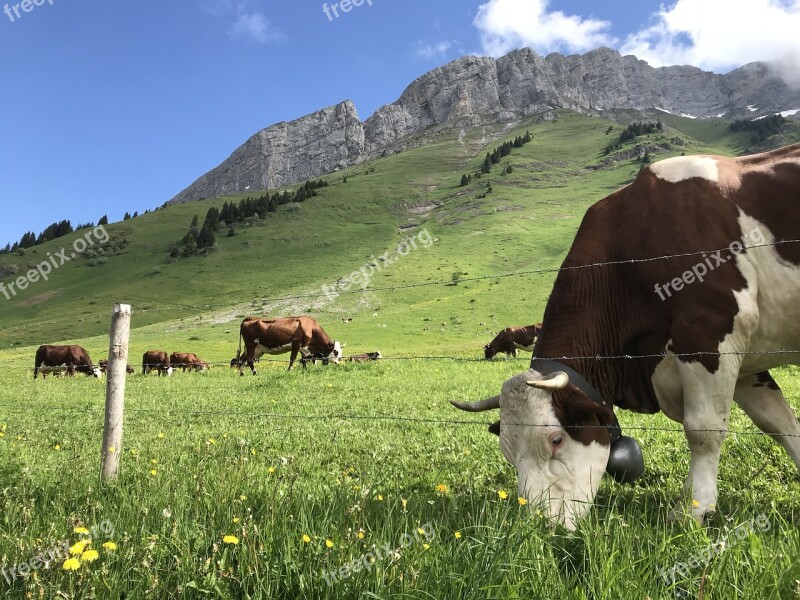 Cow Swiss Mountains Livestock Pasture