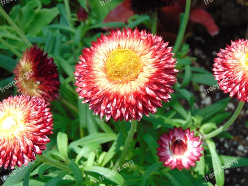 Spring Floral Flower Aster Petal