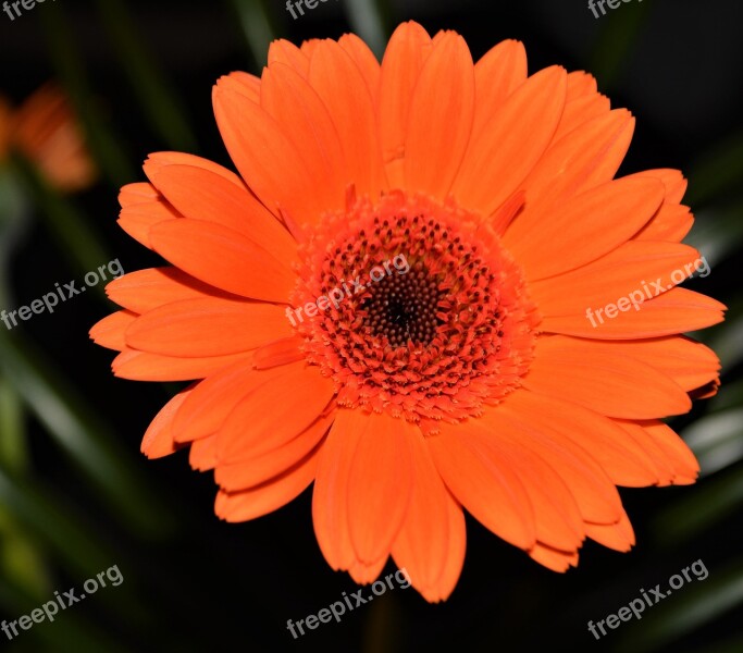 Gerbera Blossom Bloom Orange Flower