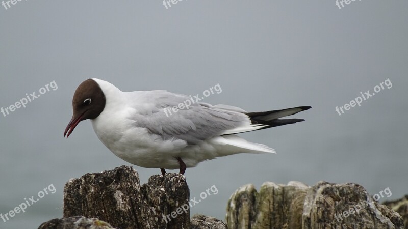 The Baltic Sea Bird Seagull Free Photos