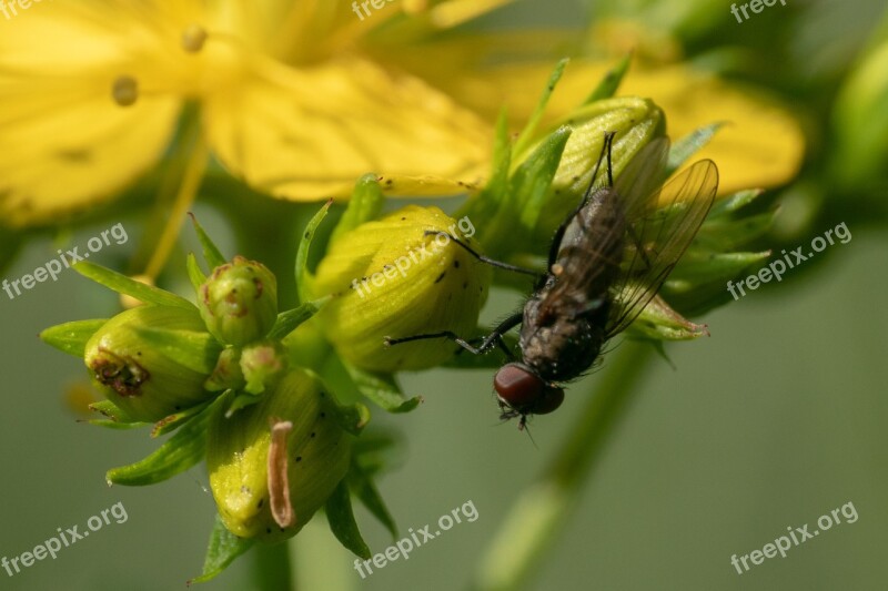 Insect Housefly Fly Macro Close Up