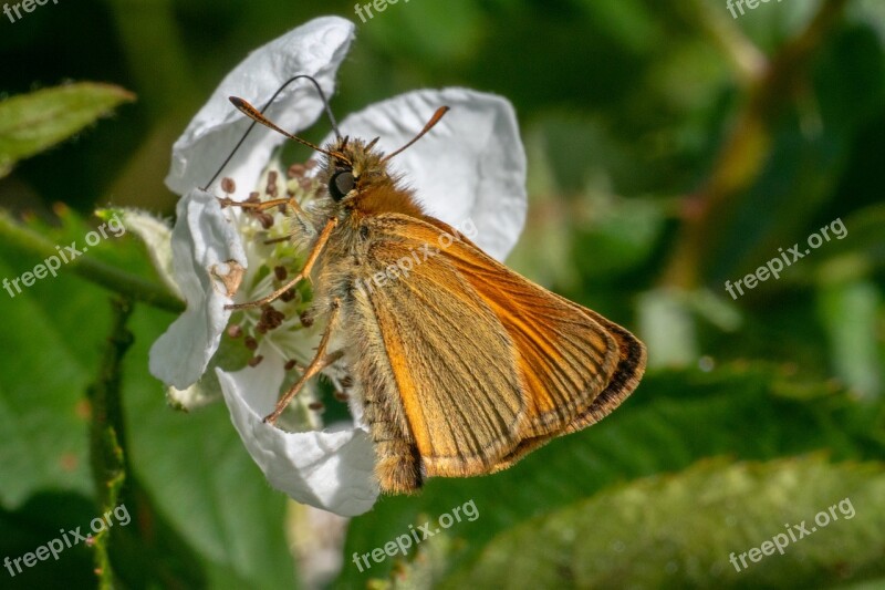 Skipper Insect Butterfly Butterflies Nature