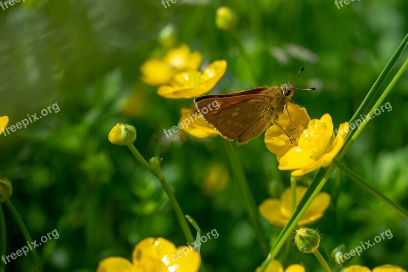 Skipper Insect Butterfly Butterflies Nature