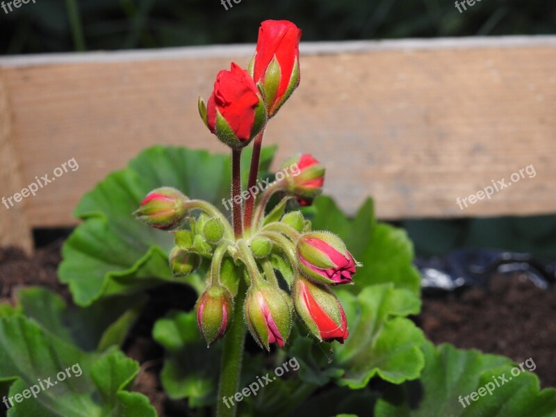 Geranium Flower Doniczkowy Closeup Plant Nature