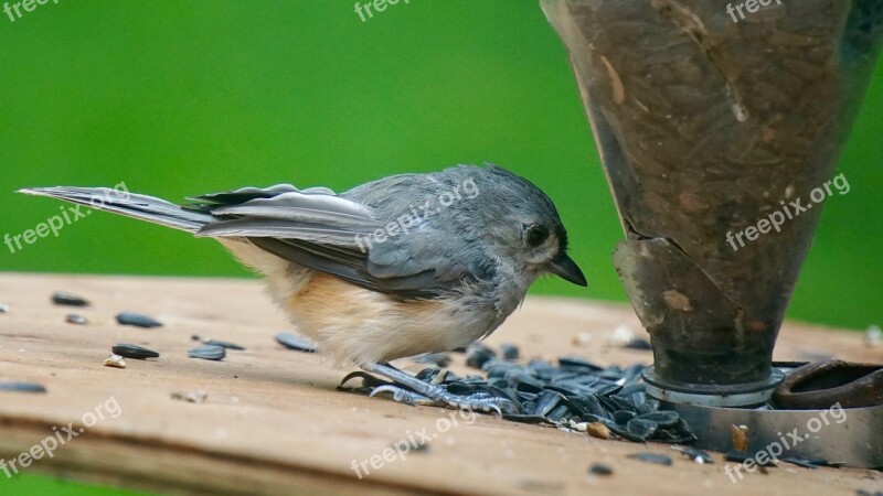 Bird Feeding Eating Ornithology Bird Watching