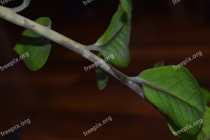 Twig Leaf Plant Branch Leaves