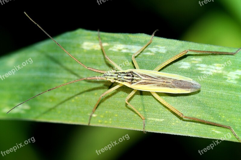 Insect Pluskwiak Closeup Nature Free Photos