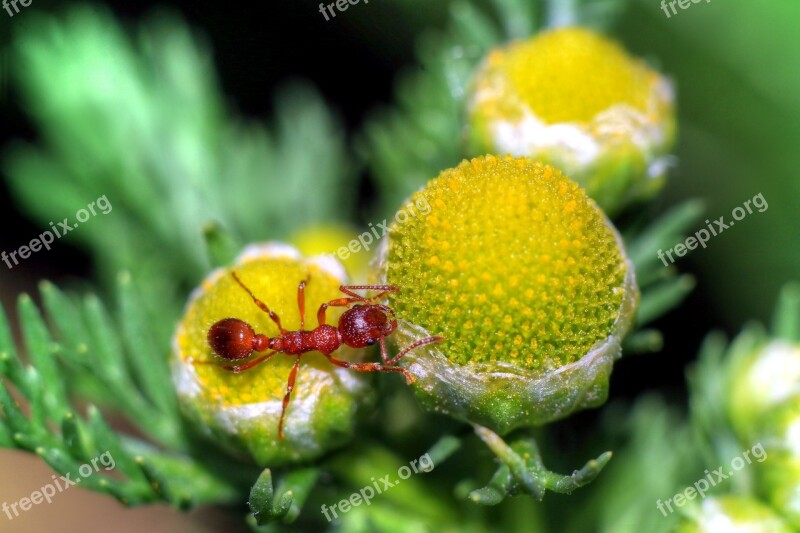 Ant Insect Macro Closeup Ants