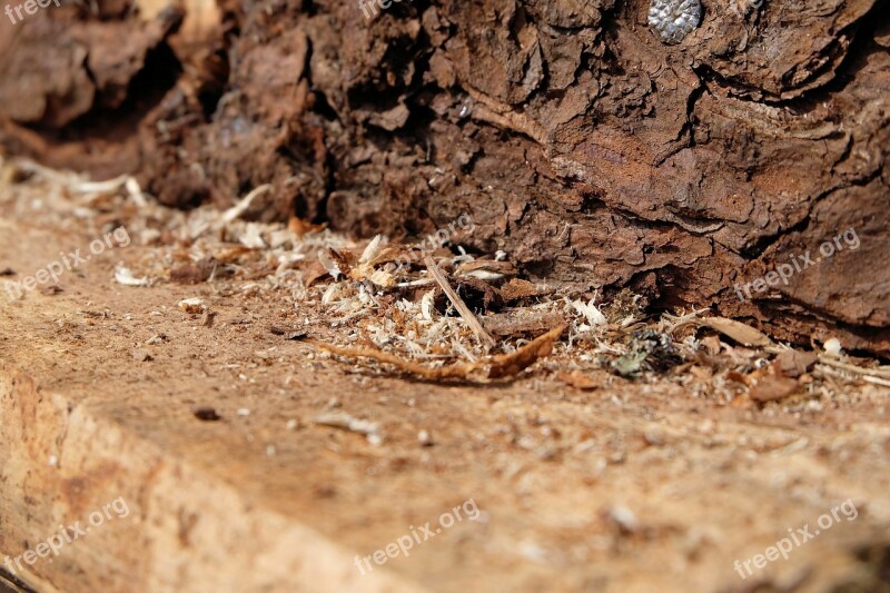 Sawdust Trash Chips Splint The Slivers