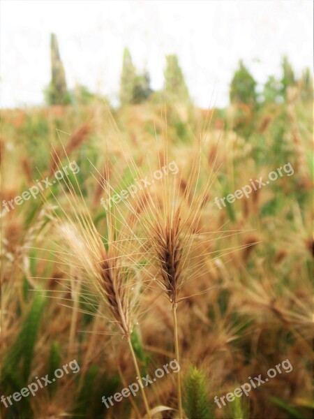 Grain Wheat Close Up Nature Cereals