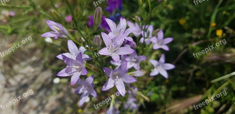 Violet Flower Botany Bell Purple Morning Glory Free Photos