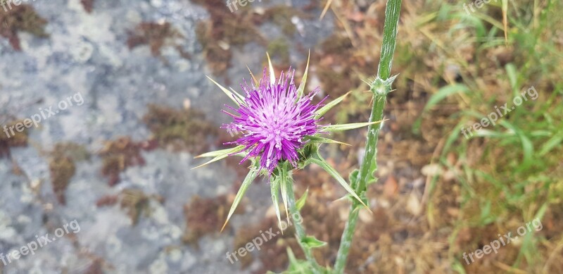 Thistle Violet Flower Cotton Thistle Thorny Silybum Marianum