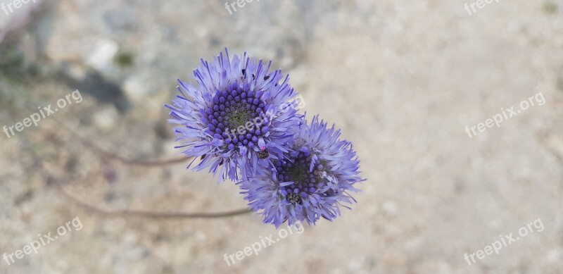 Violet Flower Botany Spring Field Flower