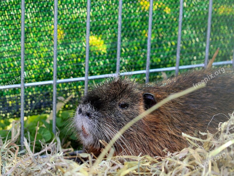 Nutria Rodent Mammal Cage The Exhibition Of Animals