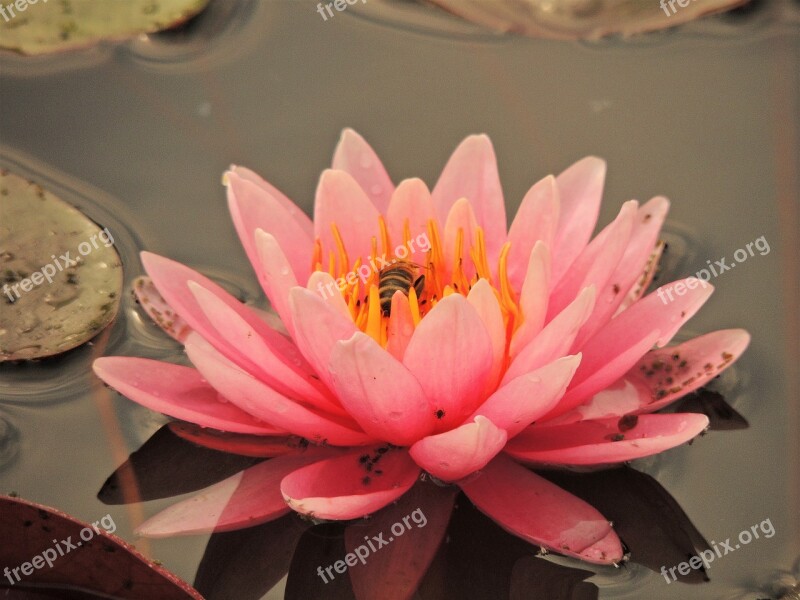 Waterlily Flower Bee Water Water Flower