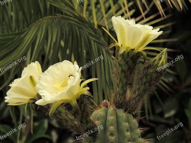 Flower Cactus Plant Green Sukulent