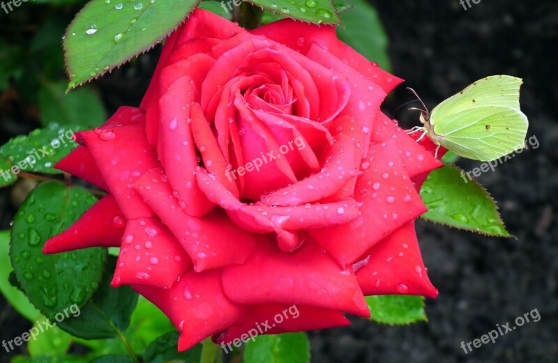 Flower Rose Red Nature Macro