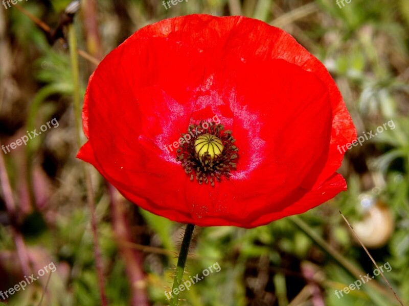 Poppy Flower Red Flower Red Wild Flower