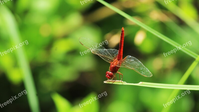 Dragonfly Red Scarlet Nature Insect