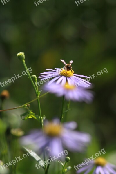 Flowers Plants Nature Wildflower Behold